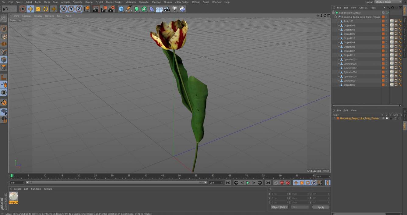 Blooming Banja Luka Tulip Flower 3D