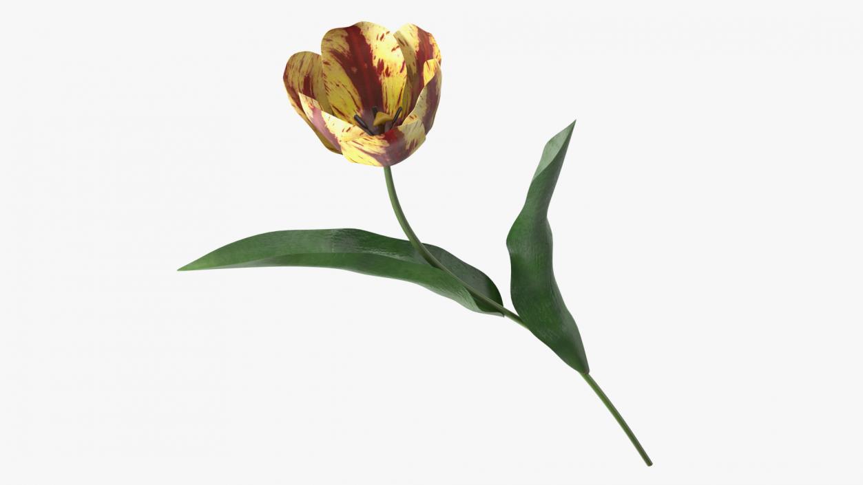 Blooming Banja Luka Tulip Flower 3D