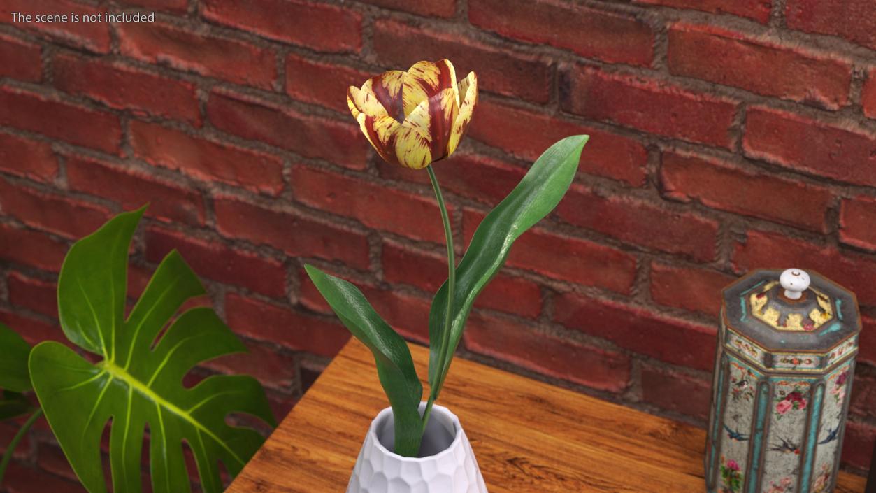 Blooming Banja Luka Tulip Flower 3D