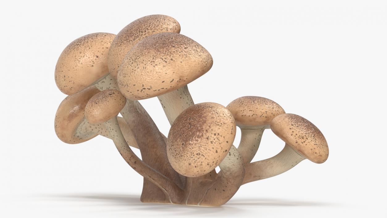 Honey Agaric 2 3D model