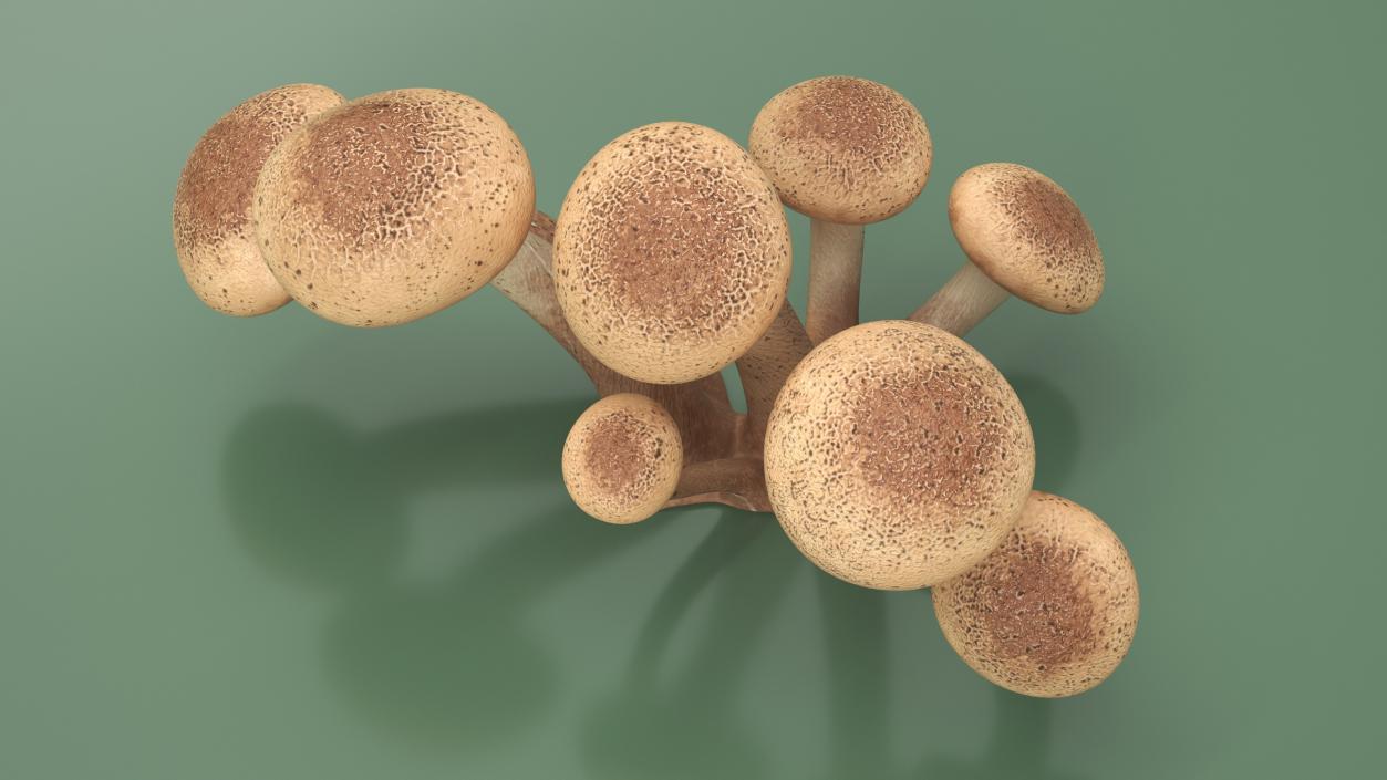 Honey Agaric 2 3D model