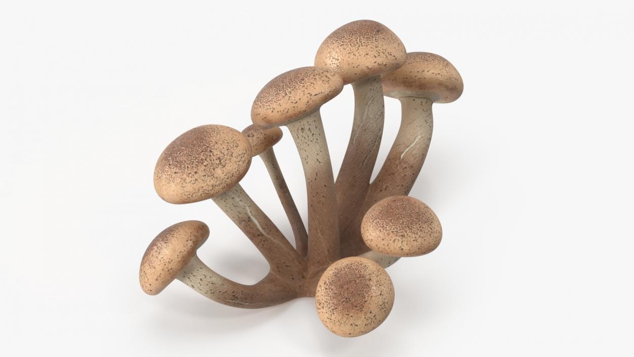 Honey Agaric 2 3D model