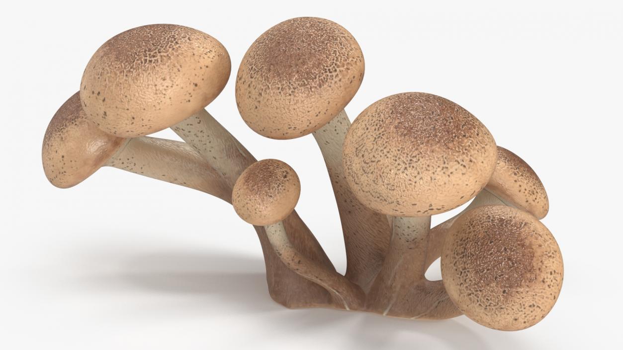 Honey Agaric 2 3D model