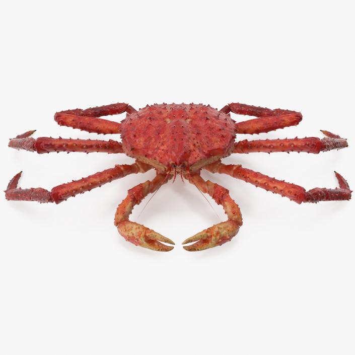 3D Red King Crab model