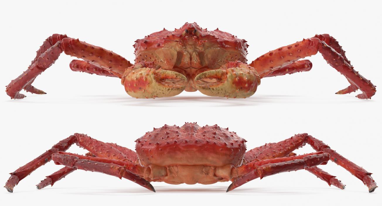 3D Red King Crab model