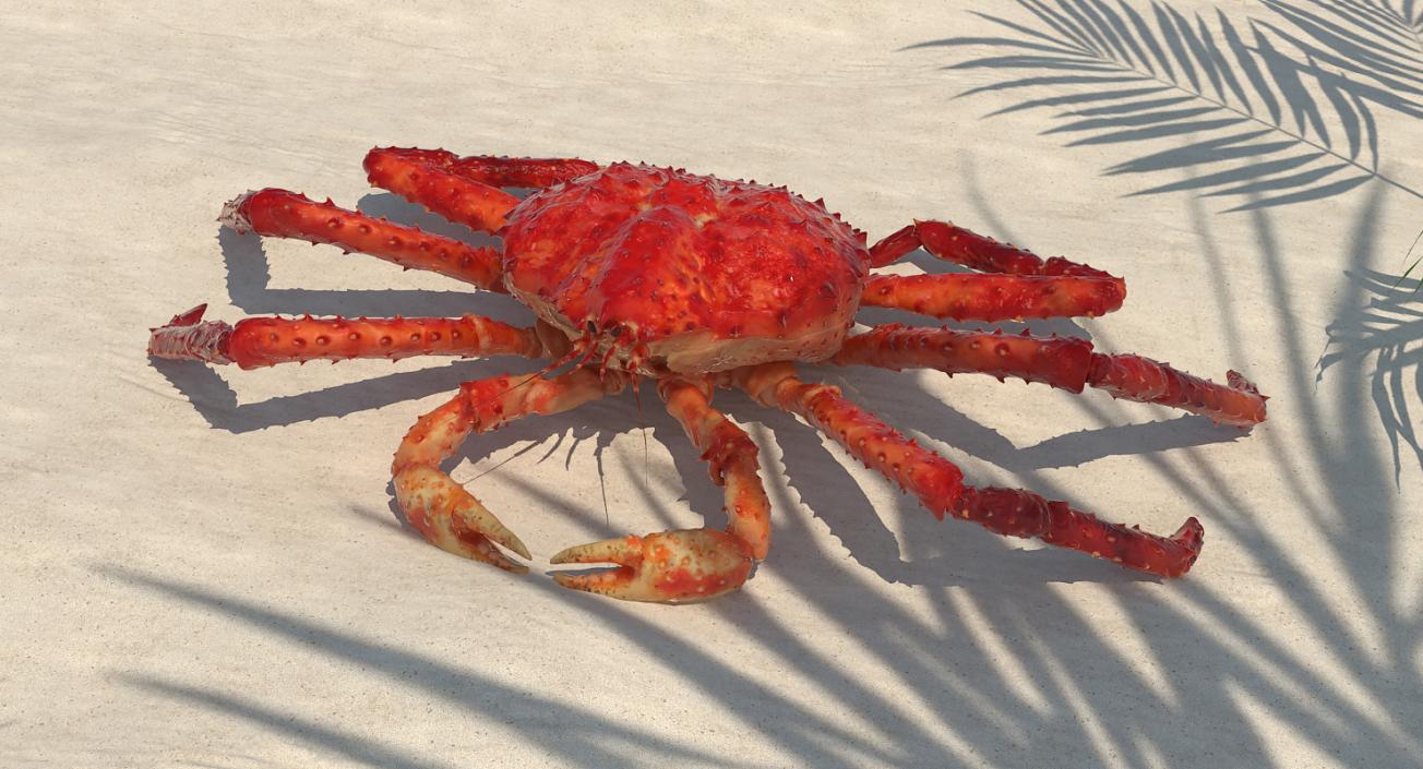 3D Red King Crab model