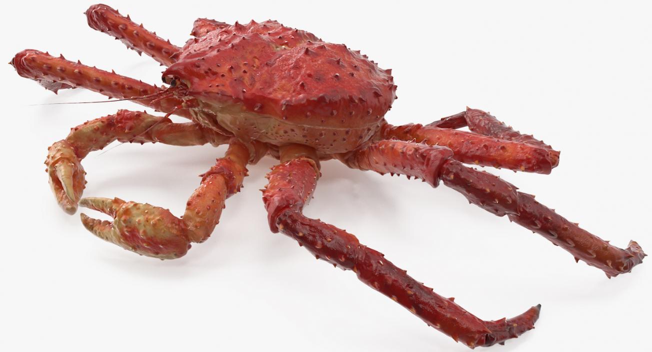 3D Red King Crab model