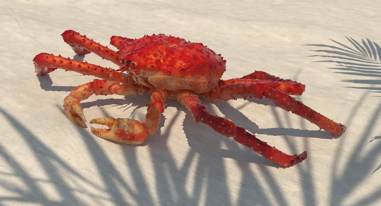 3D Red King Crab model