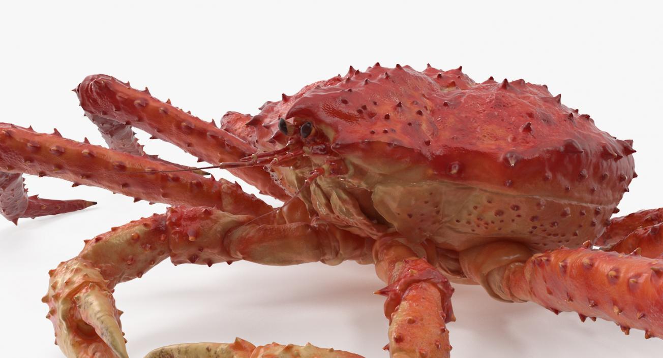 3D Red King Crab model