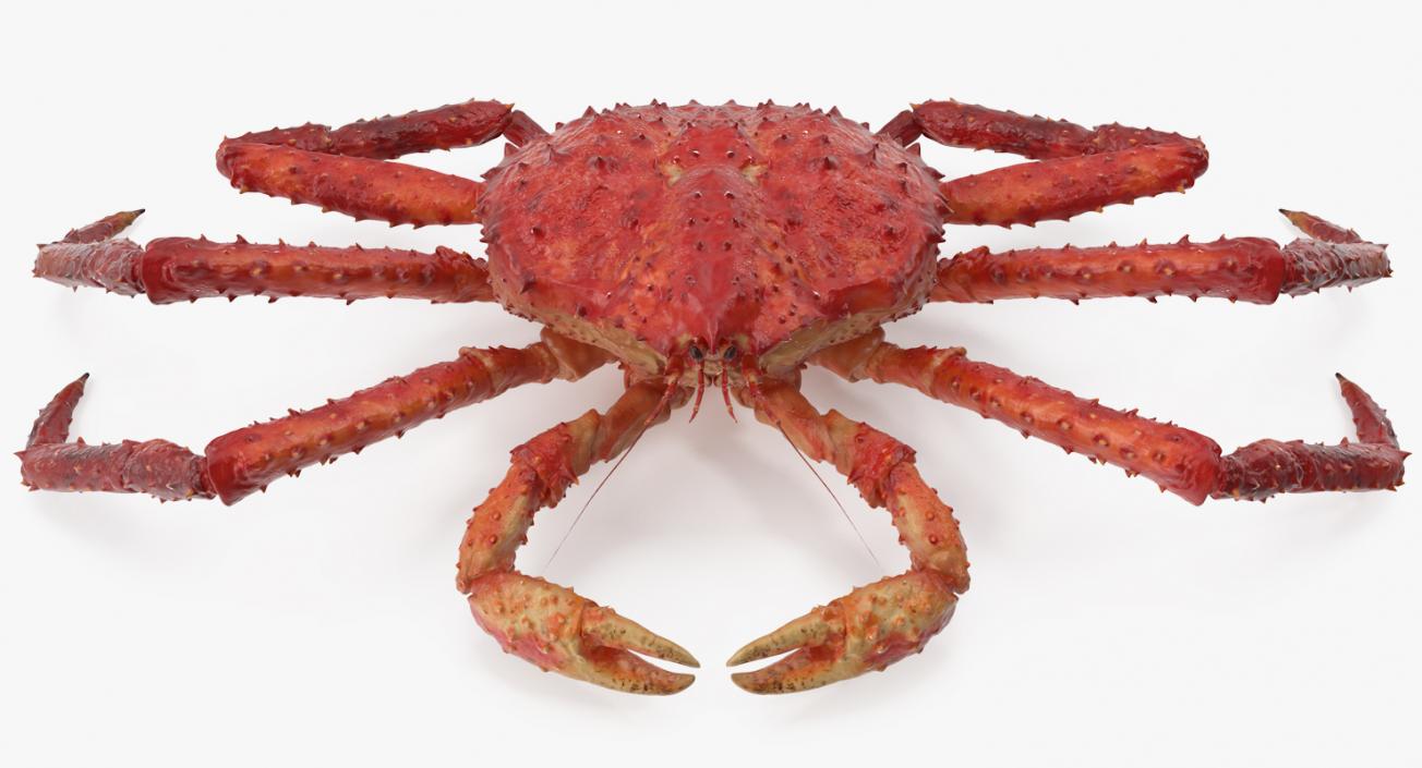 3D Red King Crab model