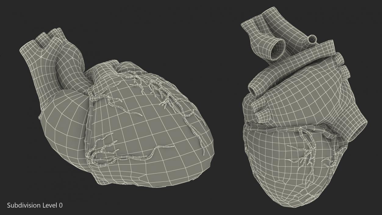 3D Human Heart