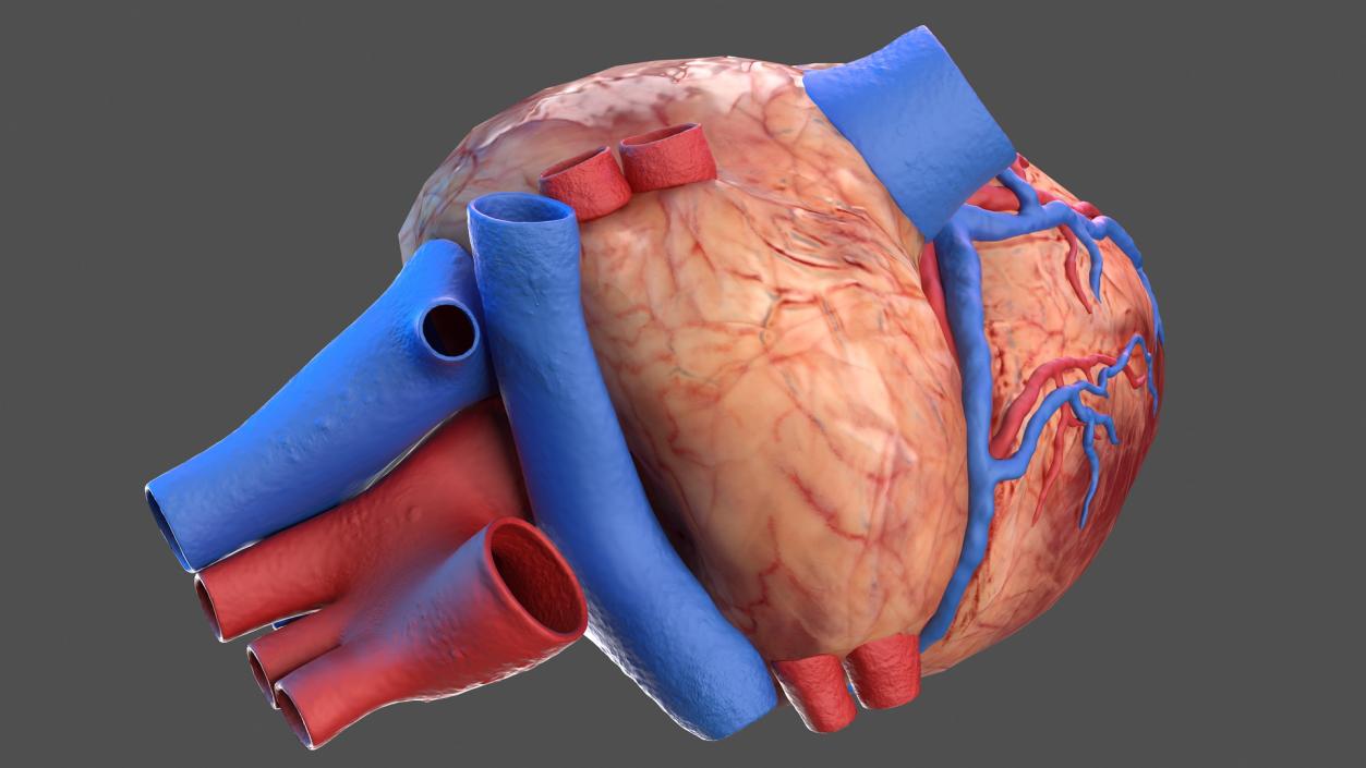 3D Human Heart