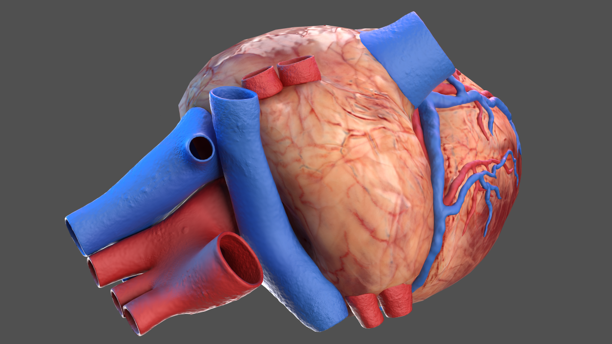 3D Human Heart