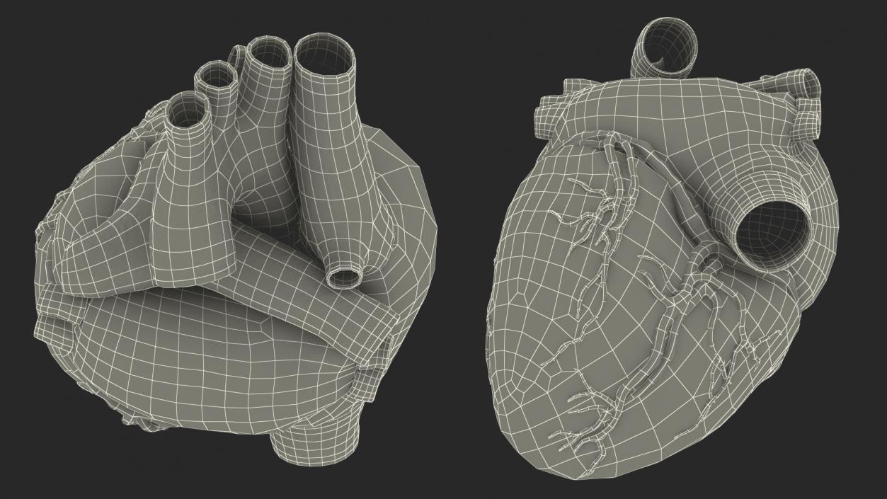 3D Human Heart