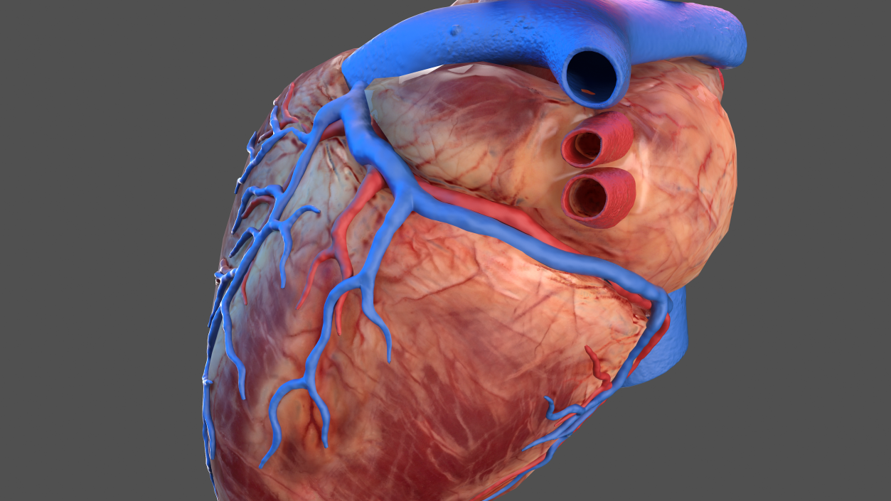 3D Human Heart