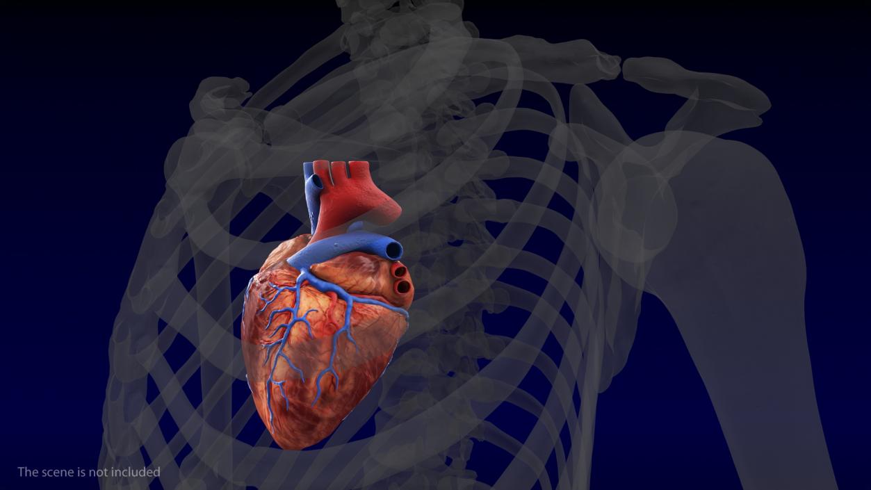 3D Human Heart