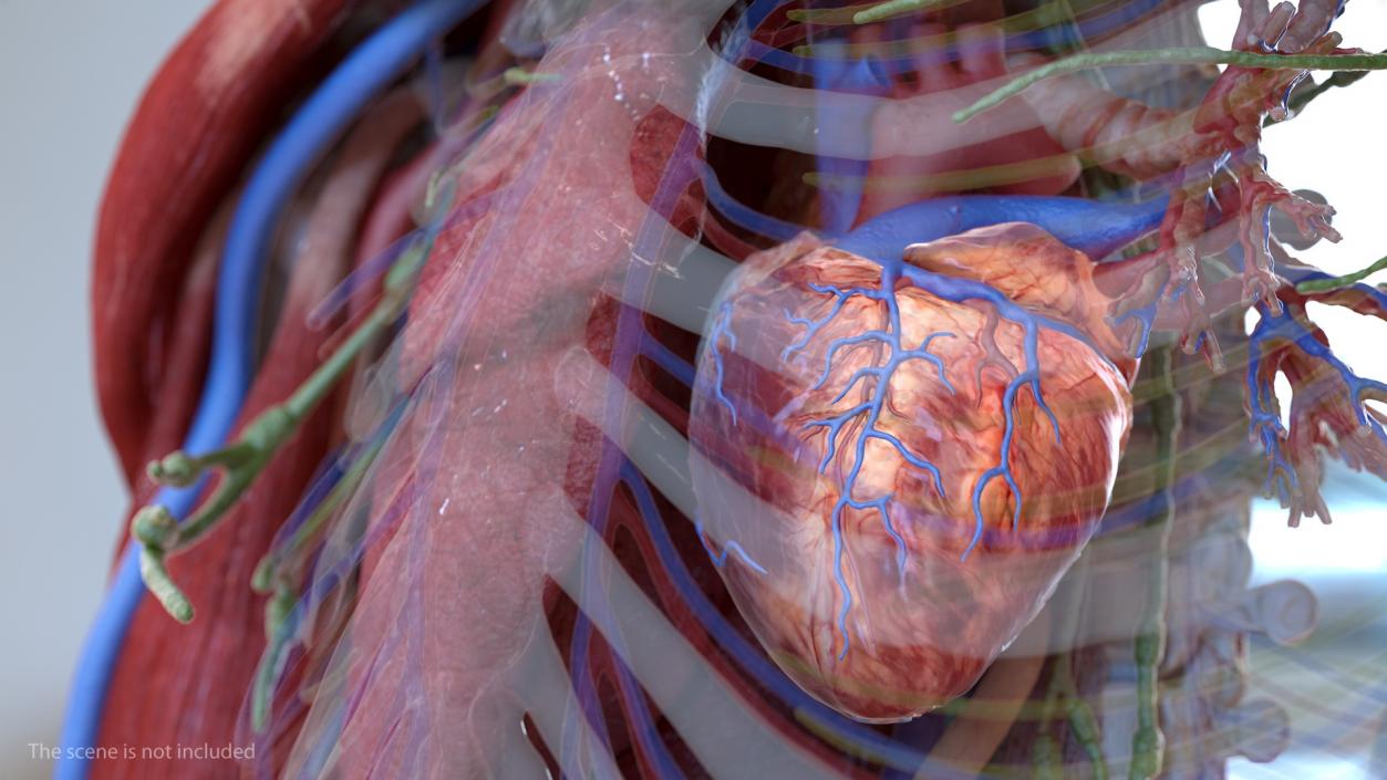 3D Human Heart