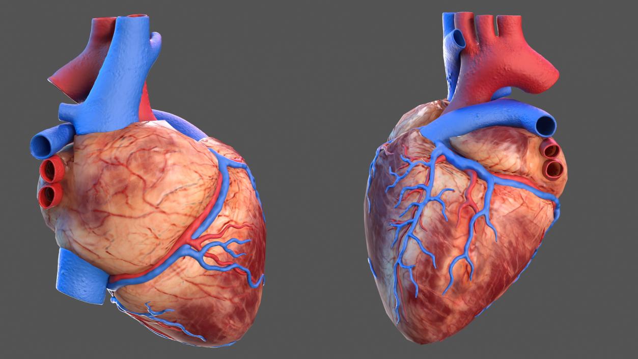 3D Human Heart