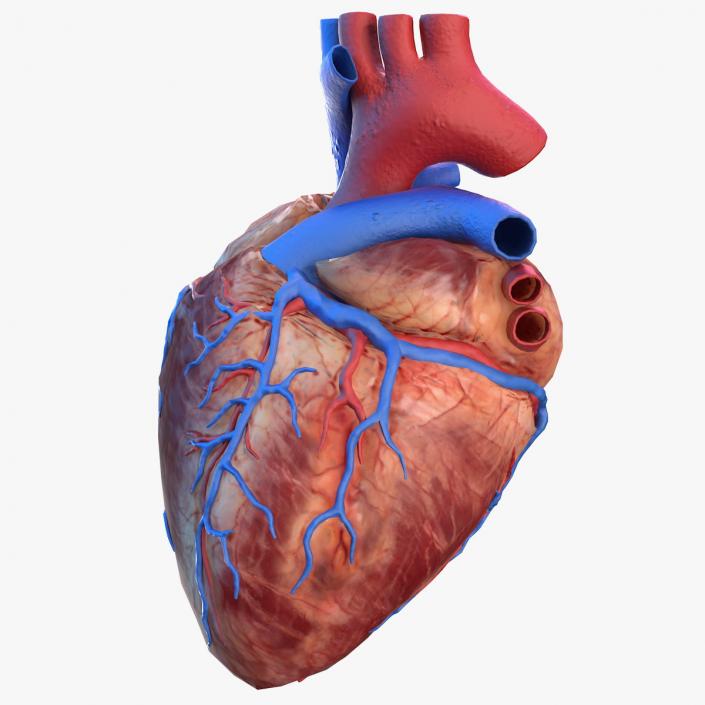 3D Human Heart