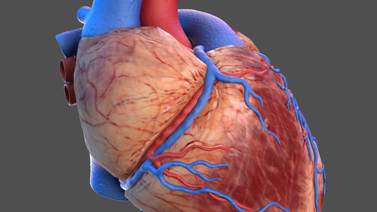 3D Human Heart