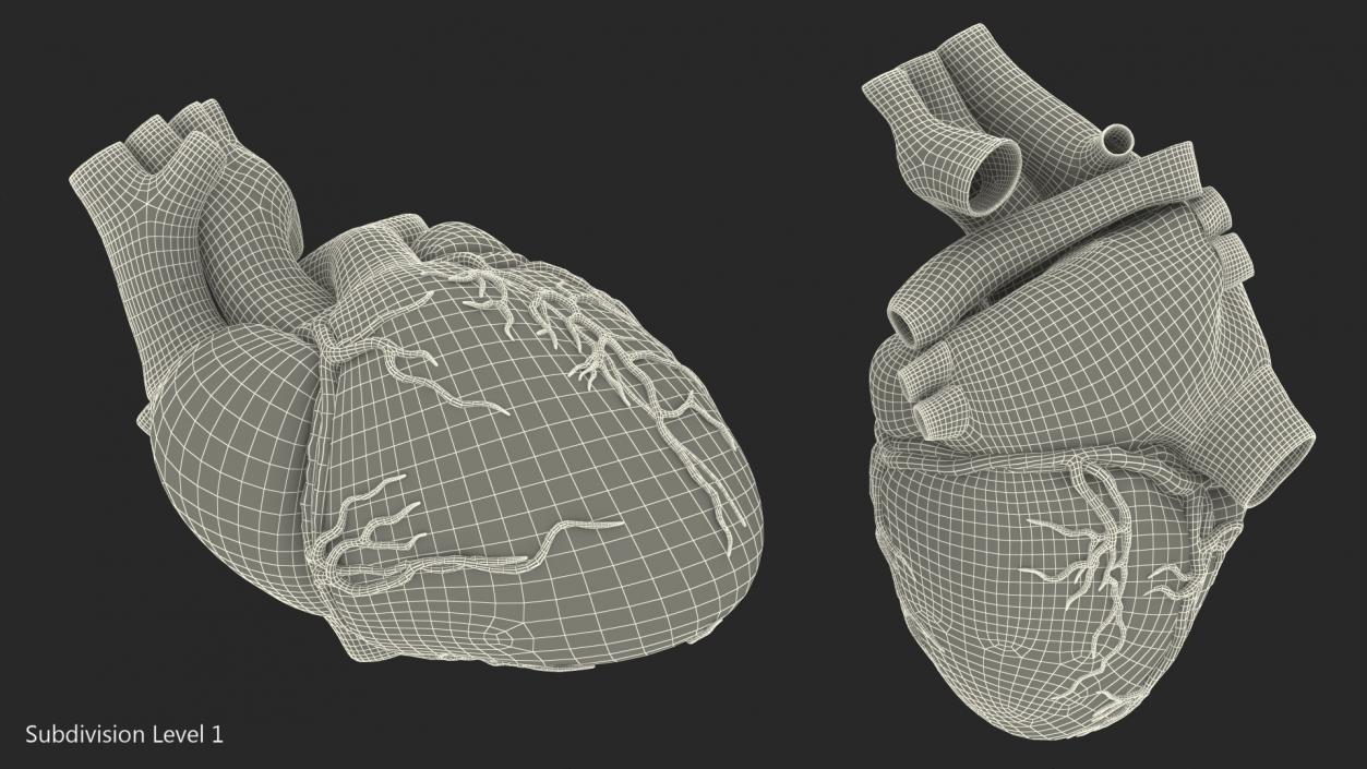 3D Human Heart