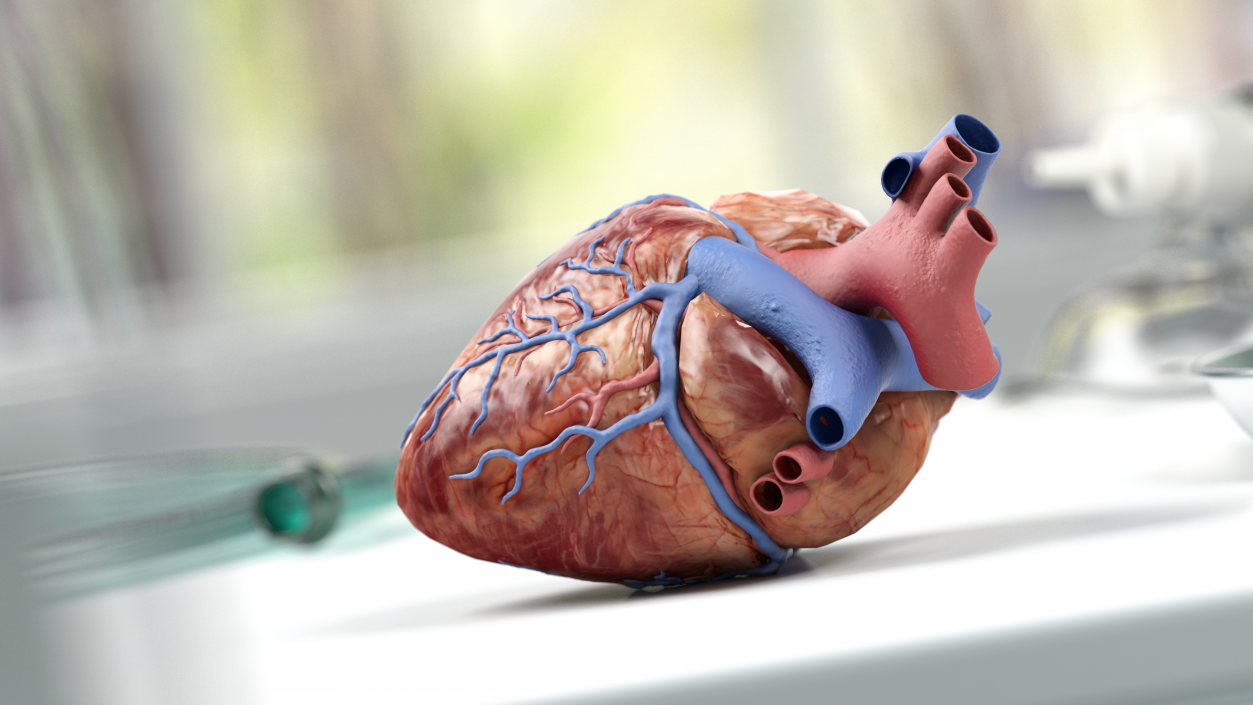 3D Human Heart