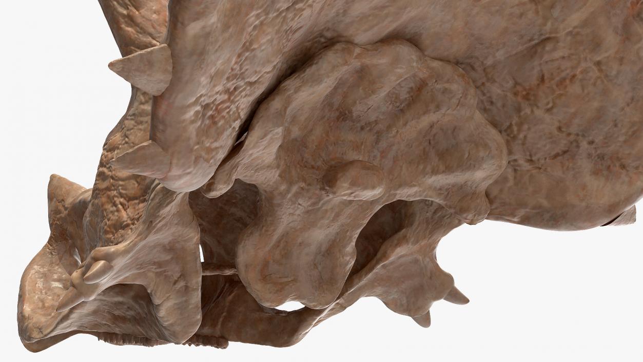 Triceratops Skull Part Fossil 3D model