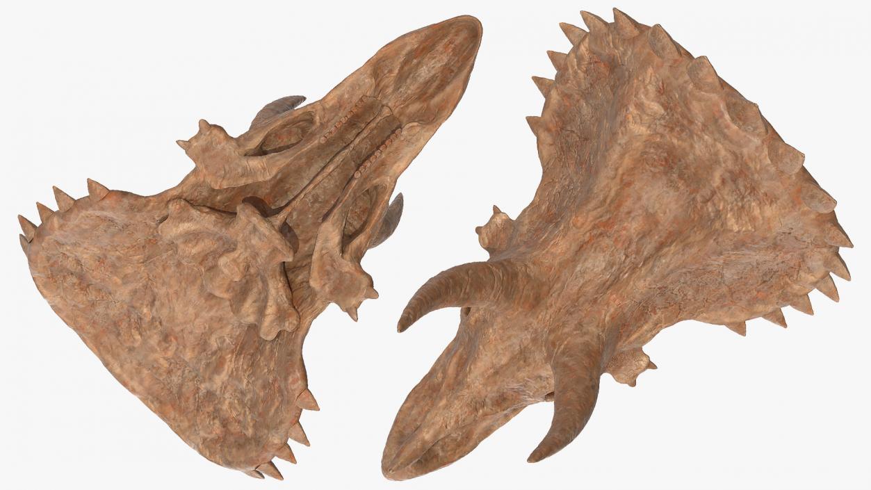 Triceratops Skull Part Fossil 3D model