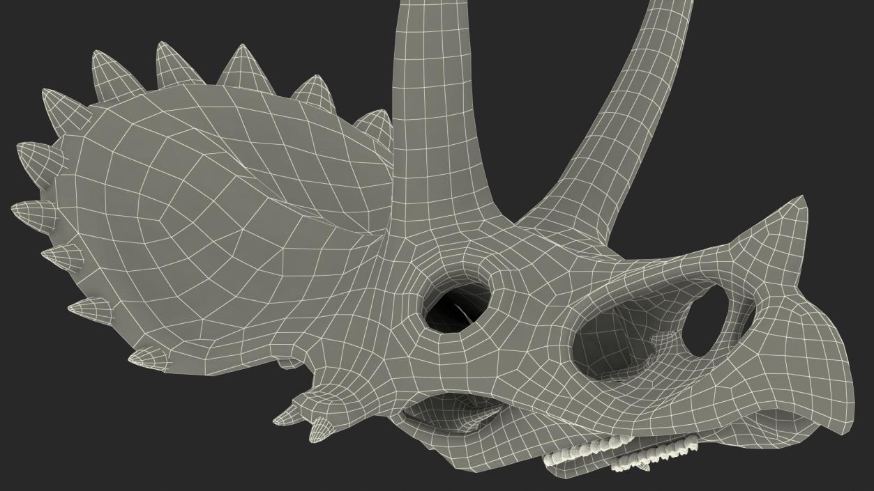 Triceratops Skull Part Fossil 3D model