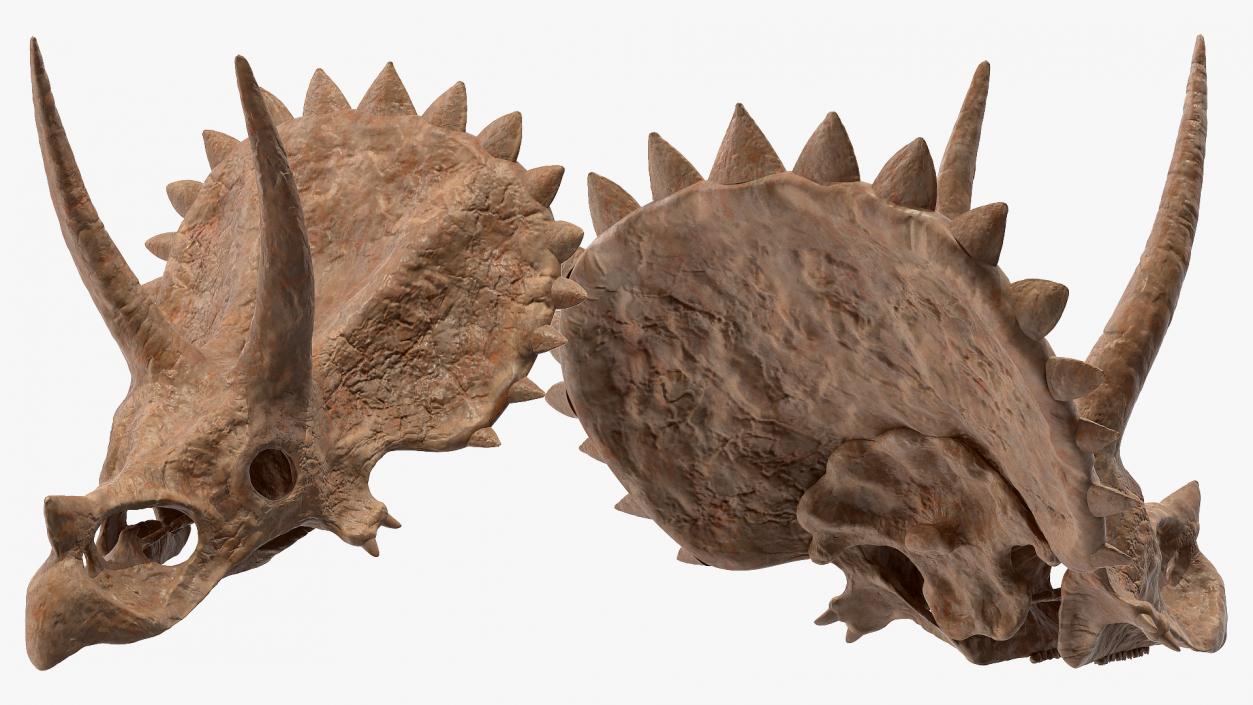 Triceratops Skull Part Fossil 3D model