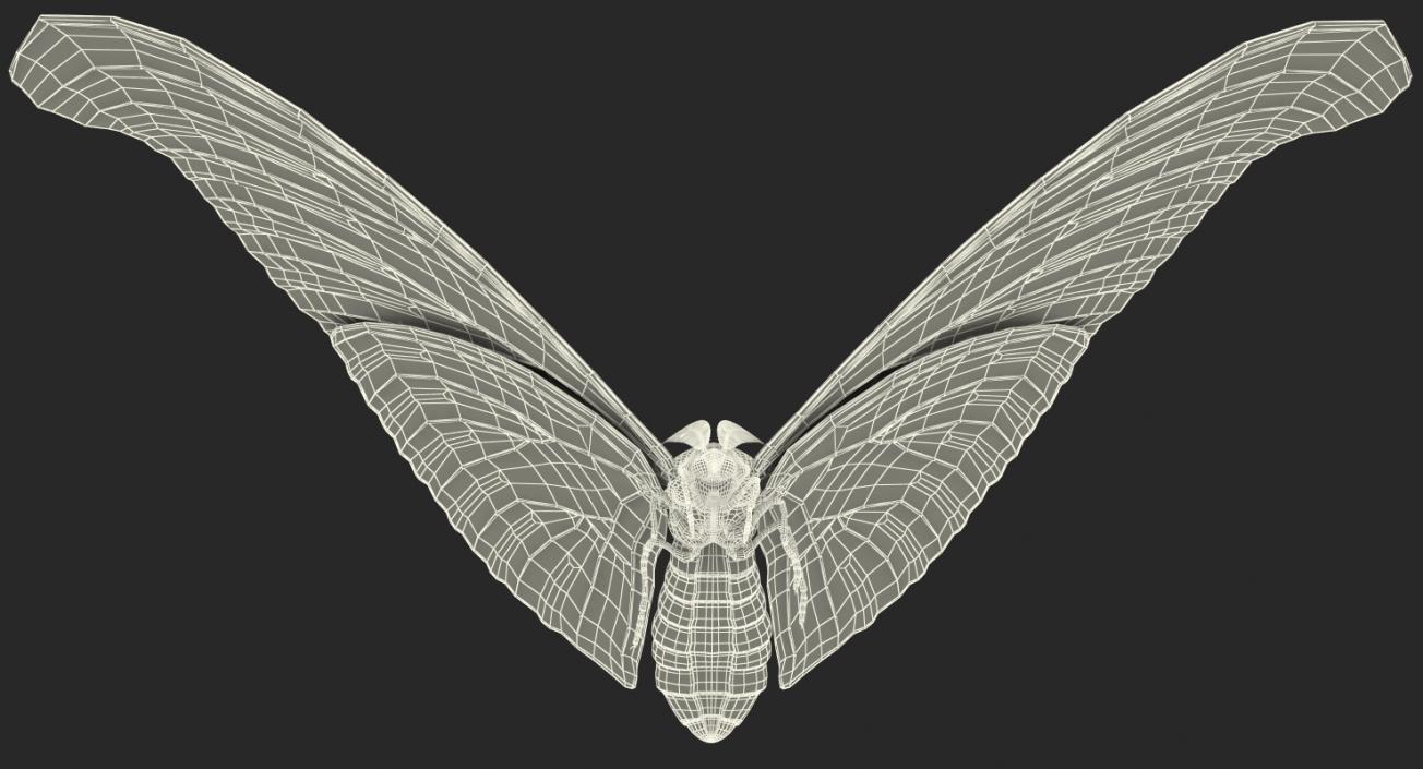 Atlas Moth Flying Pose 3D