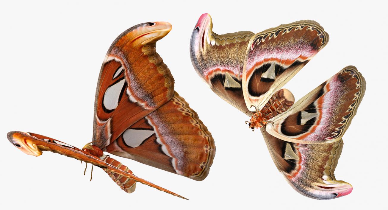 Atlas Moth Flying Pose 3D