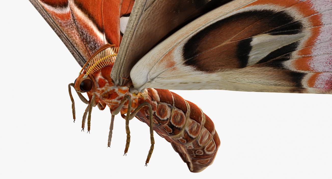 Atlas Moth Flying Pose 3D