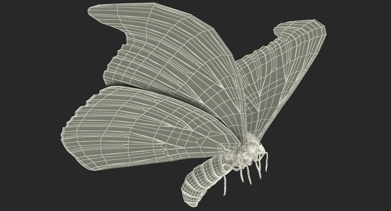 Atlas Moth Flying Pose 3D