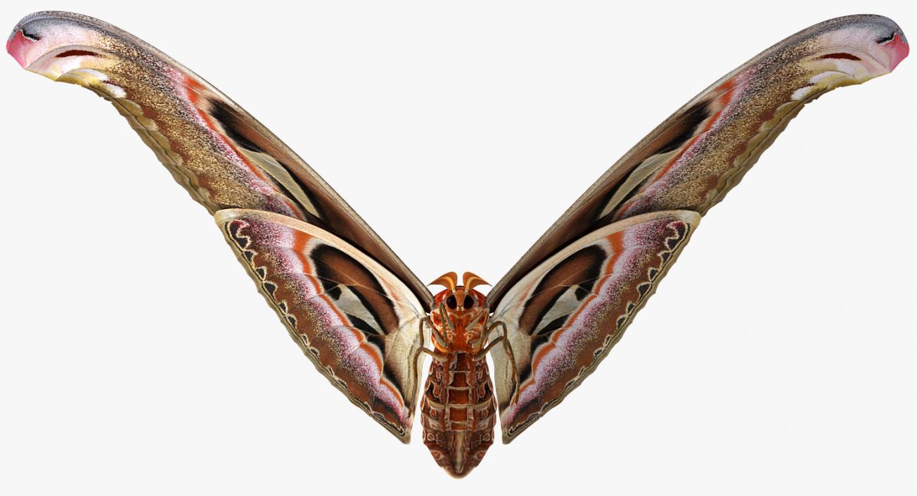 Atlas Moth Flying Pose 3D