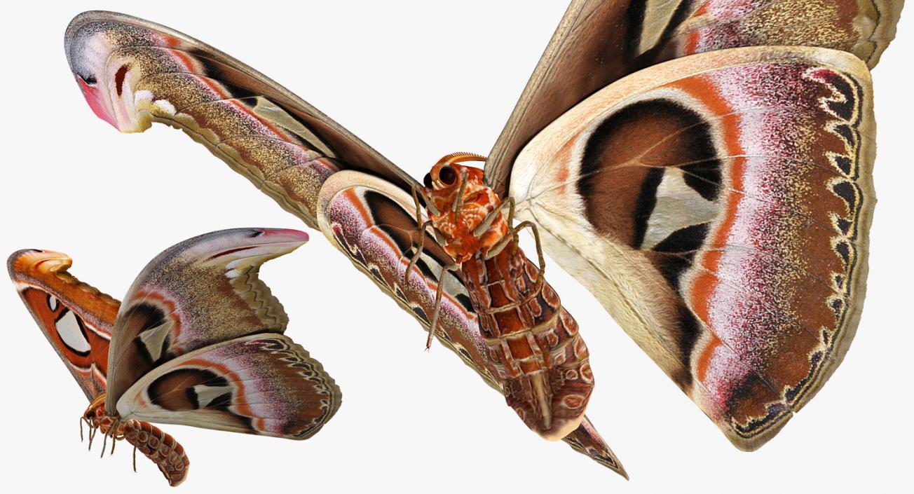 Atlas Moth Flying Pose 3D