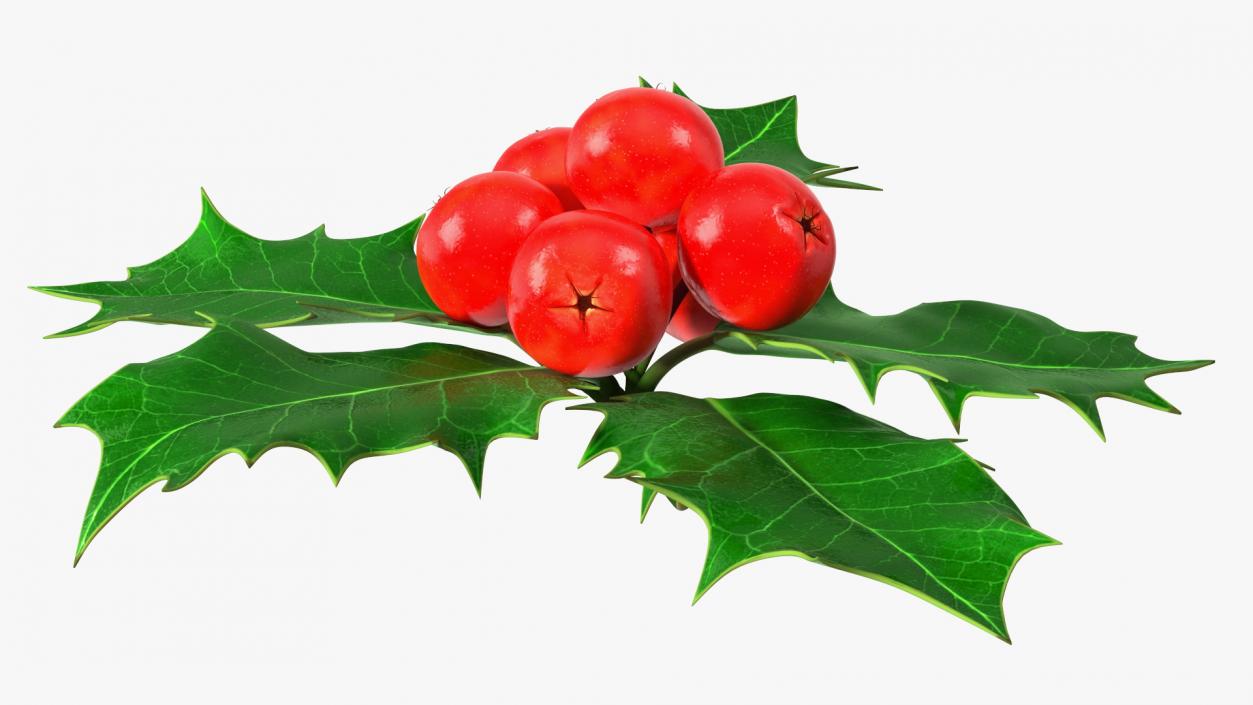 Christmas Decoration Sprig Holly 3D