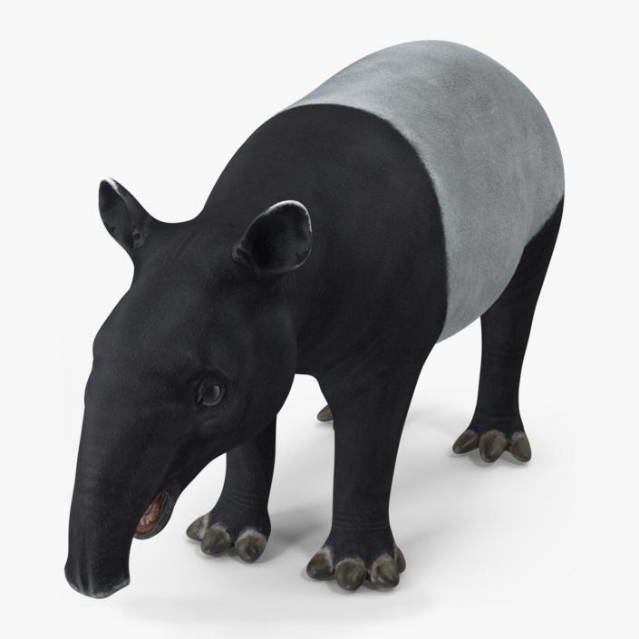 3D Tapir Rigged for Cinema 4D