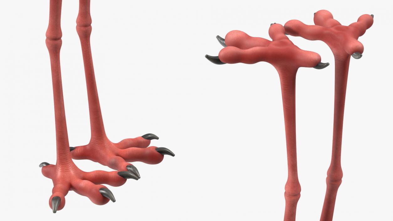 3D Stork Cartoon model