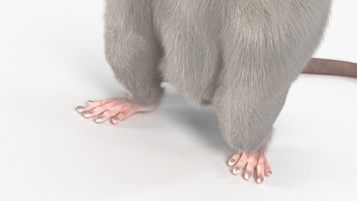 Realistic White Rat Standing with Fur 3D