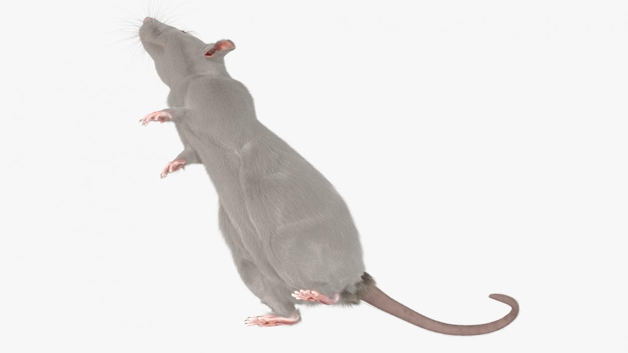 Realistic White Rat Standing with Fur 3D