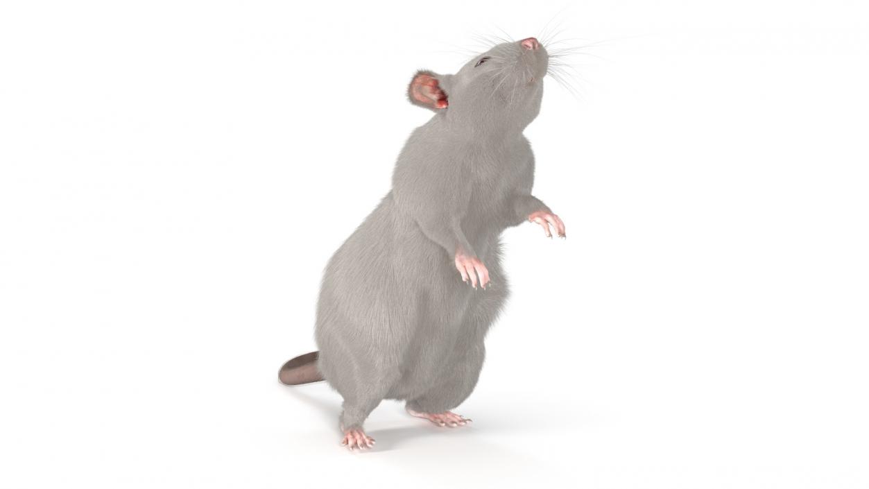 Realistic White Rat Standing with Fur 3D