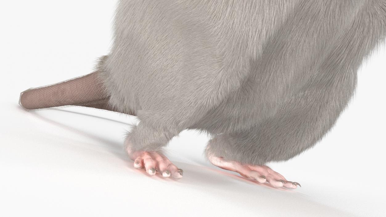 Realistic White Rat Standing with Fur 3D