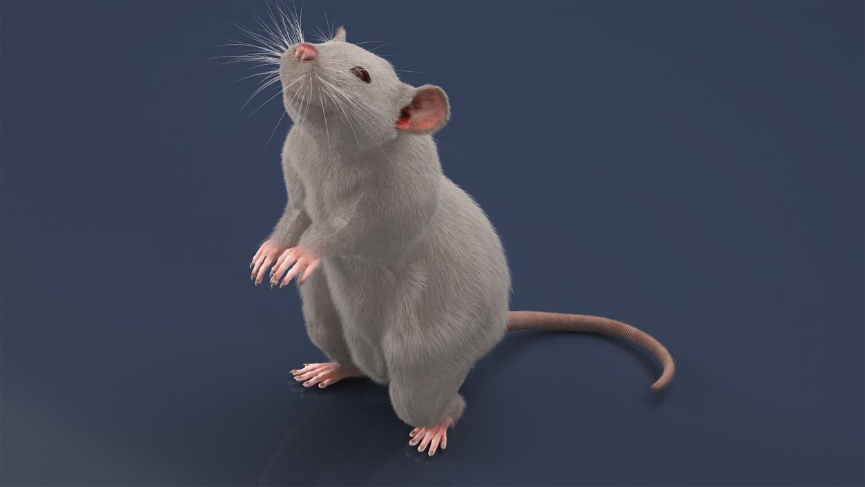 Realistic White Rat Standing with Fur 3D