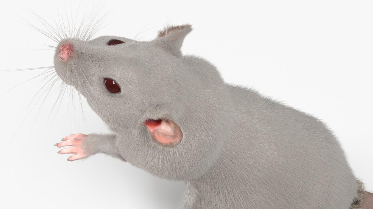 Realistic White Rat Standing with Fur 3D