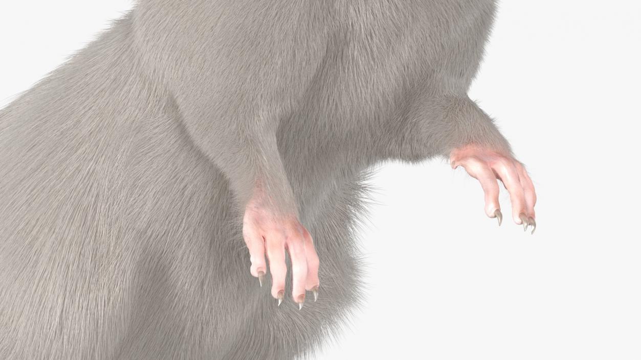 Realistic White Rat Standing with Fur 3D