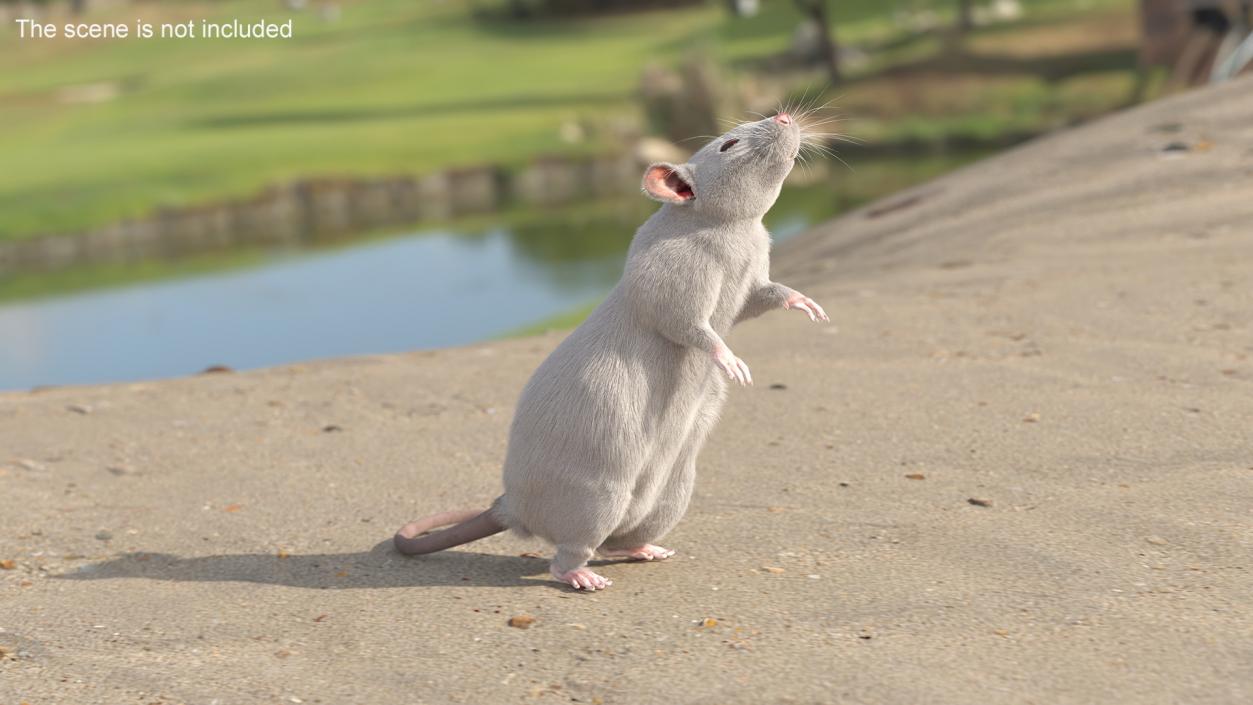 Realistic White Rat Standing with Fur 3D