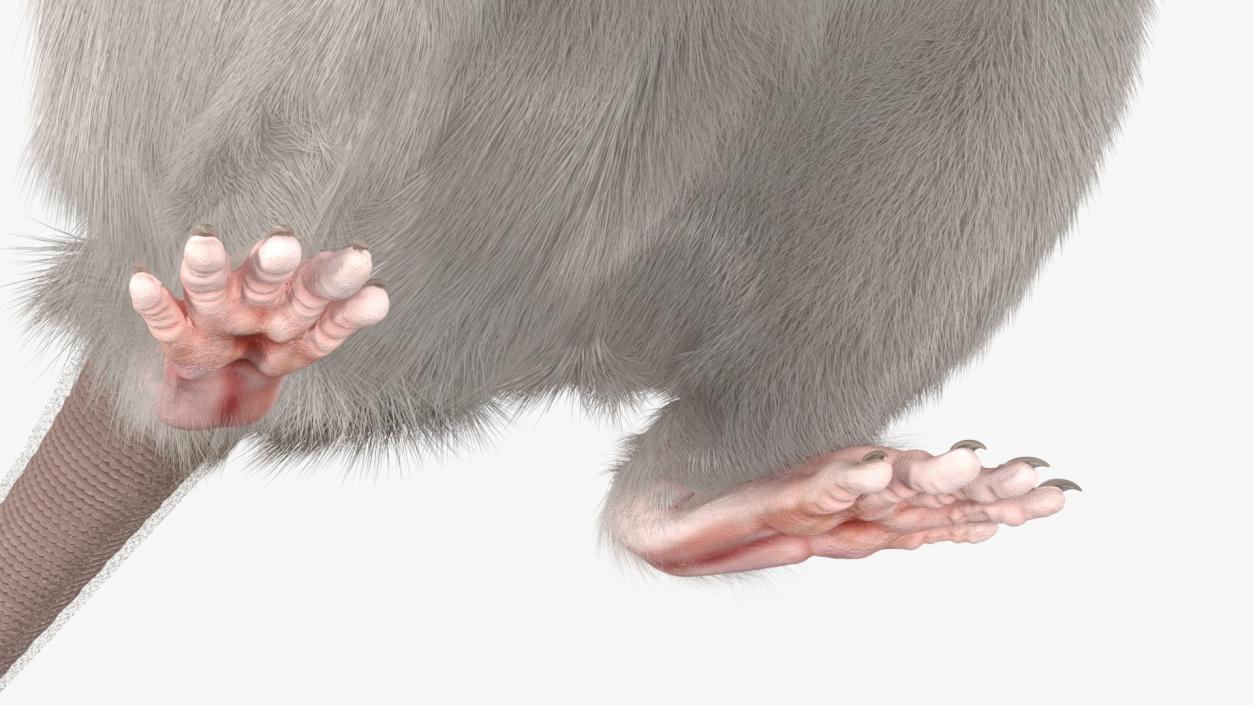 Realistic White Rat Standing with Fur 3D