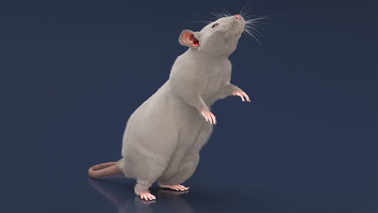 Realistic White Rat Standing with Fur 3D