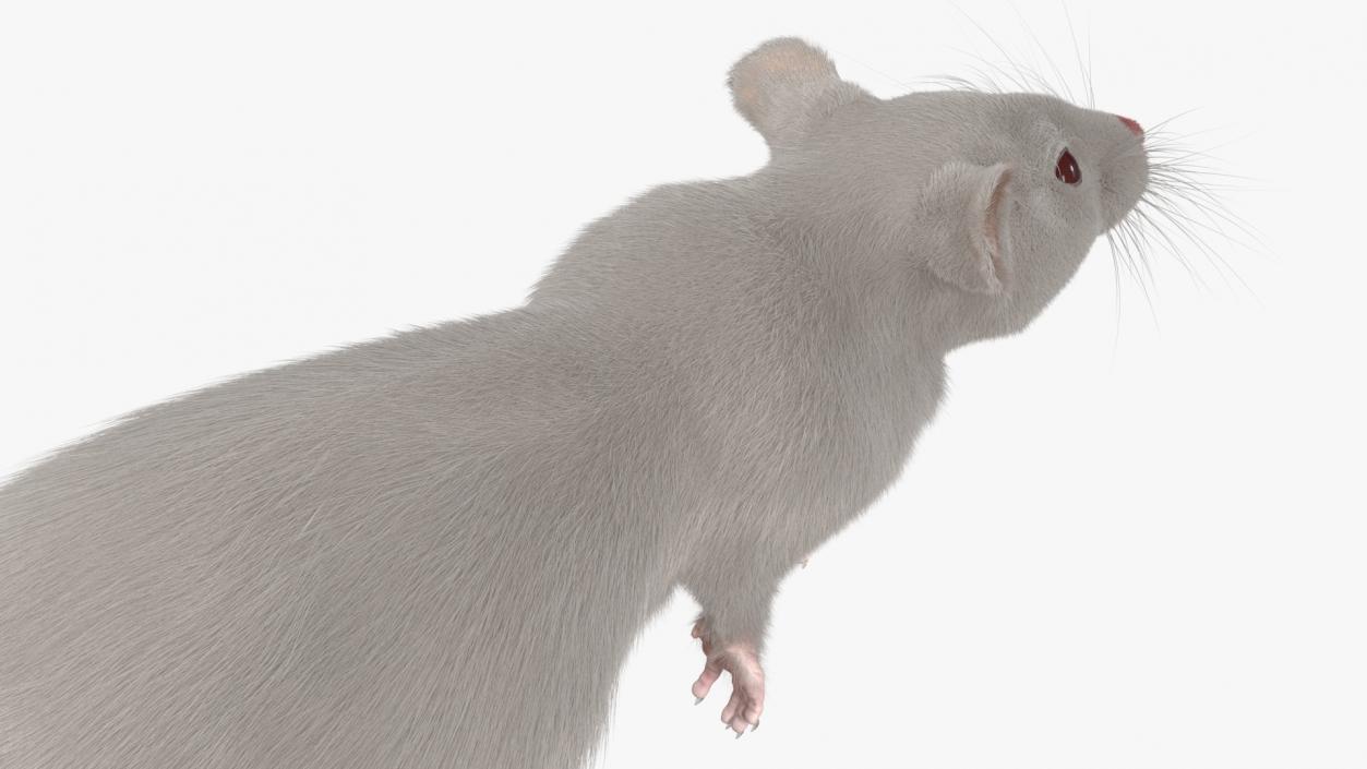 Realistic White Rat Standing with Fur 3D